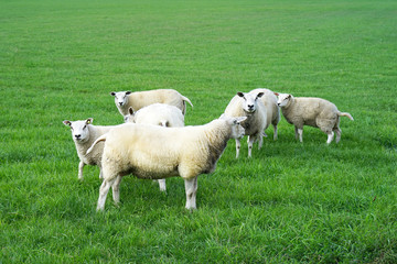 Obraz na płótnie Canvas Sheeps in a meadow on green grass. A group of sheeps grazing in a field.
