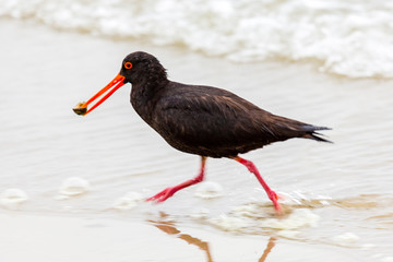 Eurasian Oystercatcher, Black Oystercatchers, Haematopus ostralegus, New Zealand