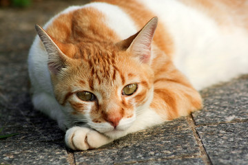 Fototapeta premium Gato Theo IMG_0776