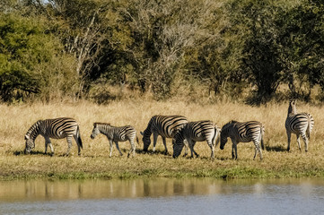 Obraz premium Herd of zebras in the African savannah
