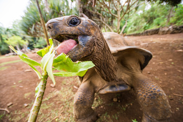 Feeding big turtle in La Vanille natural park, Mauritius