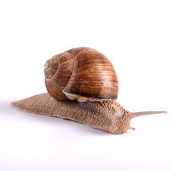 Helix pomatia.Garden snail isolated on white background.Grape snail.