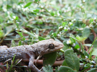 Lizard_11