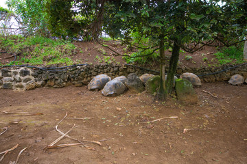 Sleeping turtles in La Vanille natural park, Mauritius.