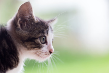 Gatinho cinza e branco