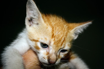 Gato Theo IMG_1733