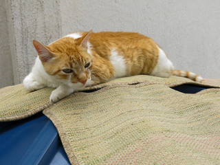 Gato Theo IMG_5242