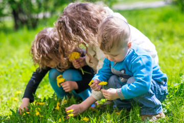 Three children on the green grass in the spring collect dandelions. Yellow dandelions in the hands of a brother and sisters. Happy childhood.