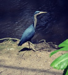 Blue and white heron bird walking along shore