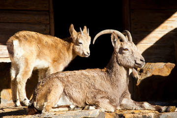 Two Ibex in Captivity