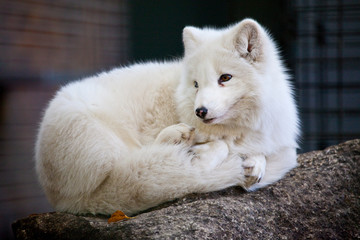 Obraz na płótnie Canvas Arctic Fox