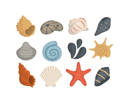 Sea shell vector icons in cartoon style. Set of clam mollusc. Ocean cockleshell.