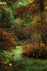 Autumn multicolored forest. Trees with red, green and yellow leaves, swamp. Shallow depth of field, selective sharpness, daylight, author retouching