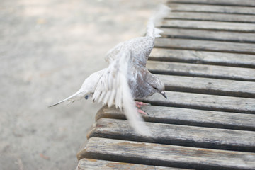 pigeon flew to the bench