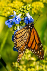 monarch butterfly, Danaus plexippus