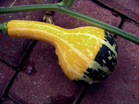 Yellow and Green Ornamental gourds growing on the vine, and over red bricks.