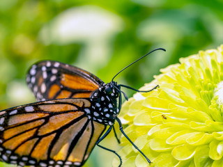 monarch butterfly, Danaus plexippus