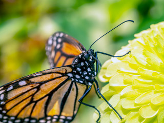 monarch butterfly, Danaus plexippus