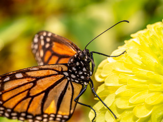 Fototapeta premium monarch butterfly, Danaus plexippus
