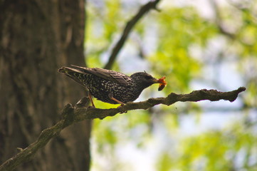 bird on a branch