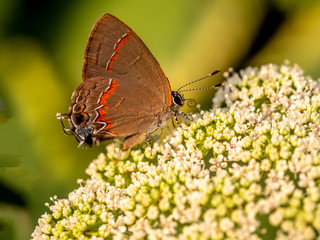 red-banded hairstreak ,Calycopis cecrops,i