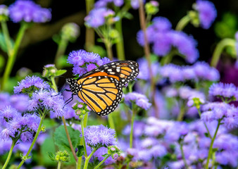 monarch butterfly, Danaus plexippus