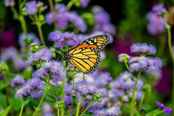 monarch butterfly, Danaus plexippus