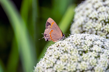 red-banded hairstreak ,Calycopis cecrops,i