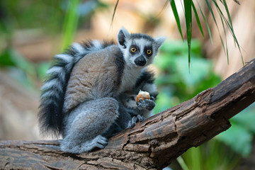 Ring Tailed Lemur, close up shot