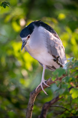 Black-crowned night heron on tree branch