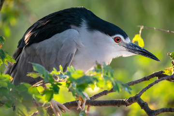 Black-crowned night heron on tree branch