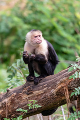 Capuchin monkey sitting on tree in jungle