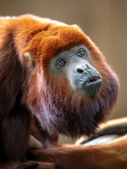 Red Howler Monkey, close up shot