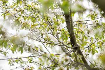 Cherry blossoms bloom in the spring season