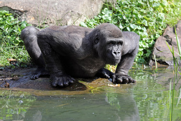 Fototapeta na wymiar Black gorilla looking away in bright sunlight
