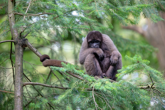 Woolly monkey sitting on tree and looking at camera