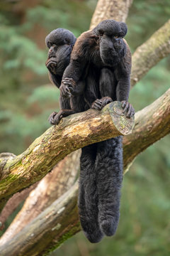 Black bearded saki monkeys in natural habitat