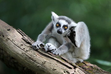 Ring Tailed Lemur