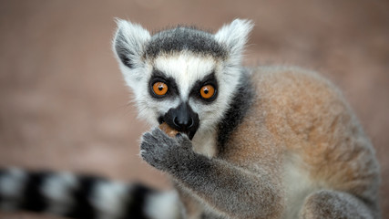 Ring Tailed Lemur
