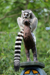 Ring Tailed Lemur