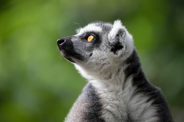 Naklejka na ściany i meble Ring Tailed Lemur