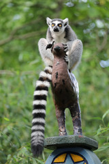 Ring Tailed Lemur