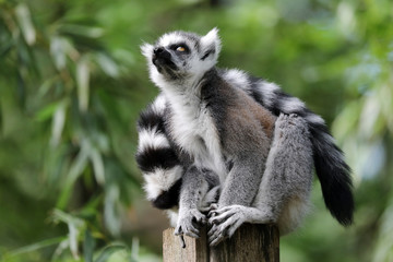 Ring Tailed Lemur