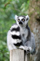 Ring Tailed Lemur