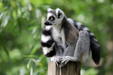 Ring Tailed Lemur - obrazy, fototapety, plakaty