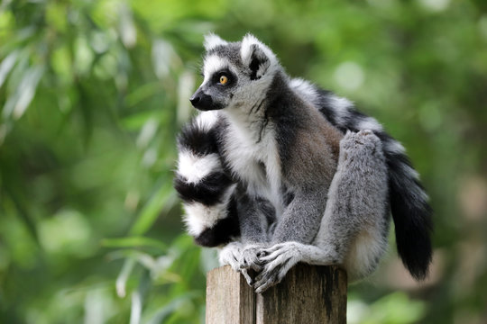 Ring Tailed Lemur