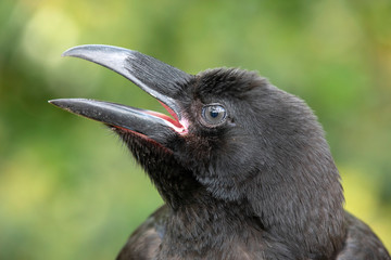 Raven close-up portrat