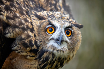 Eurasian Eagle Owl