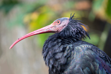 Northern bald ibis