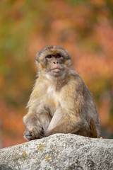 Barbary macaque with autumn colored background